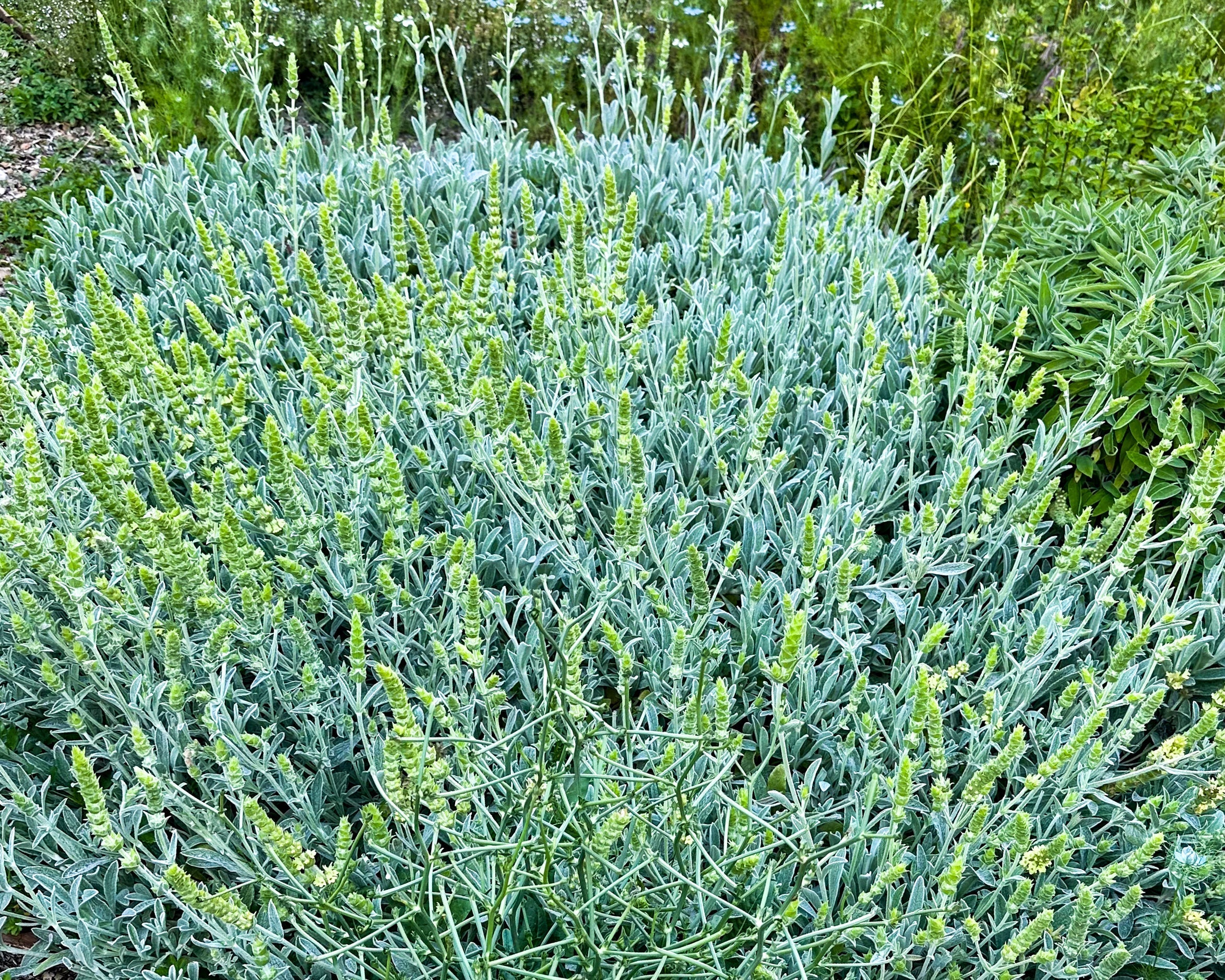 Sideritis Scardica – Das Kraut der Titanen und der geistigen Klarheit