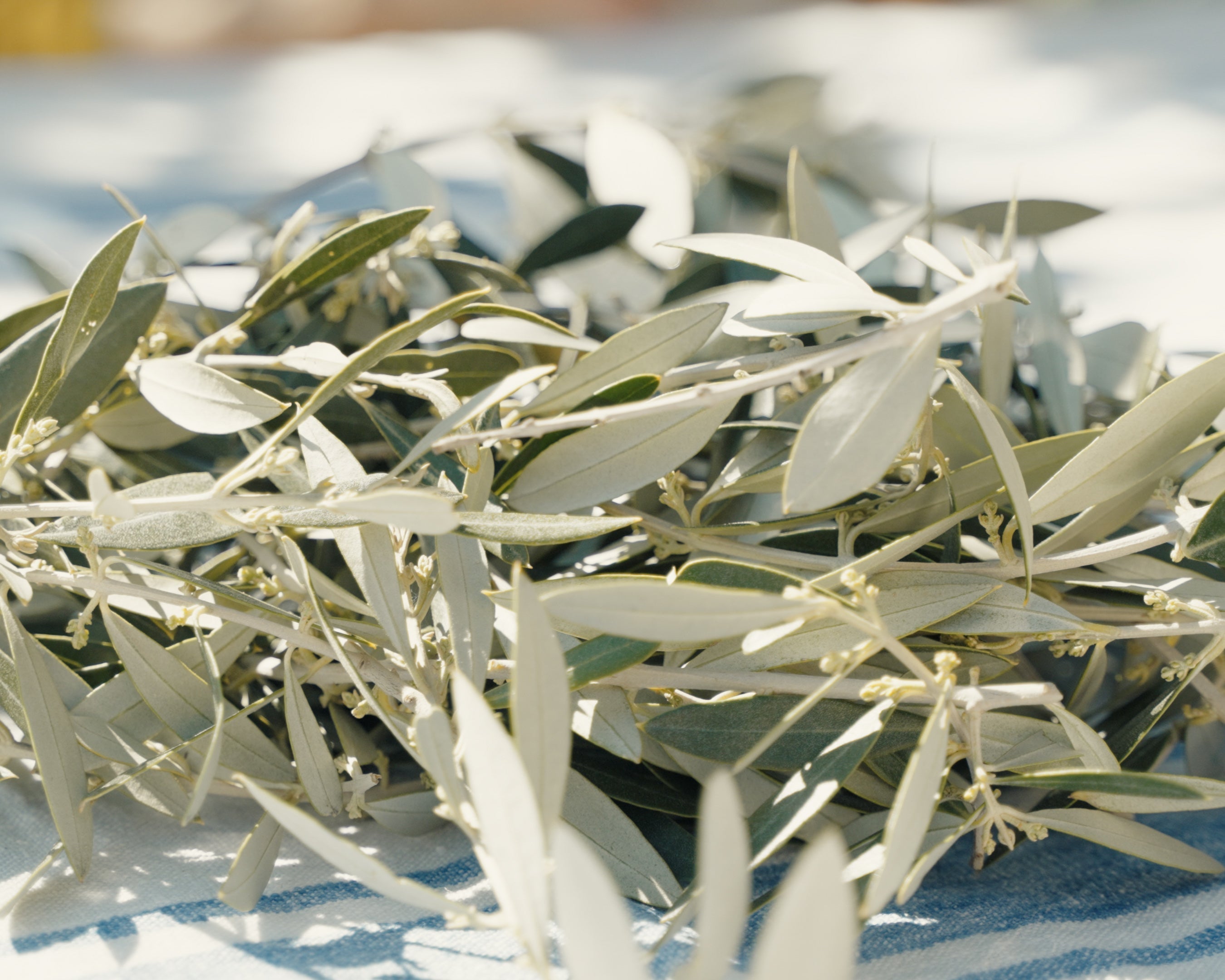 Hojas de olivo: el poder subestimado del sur