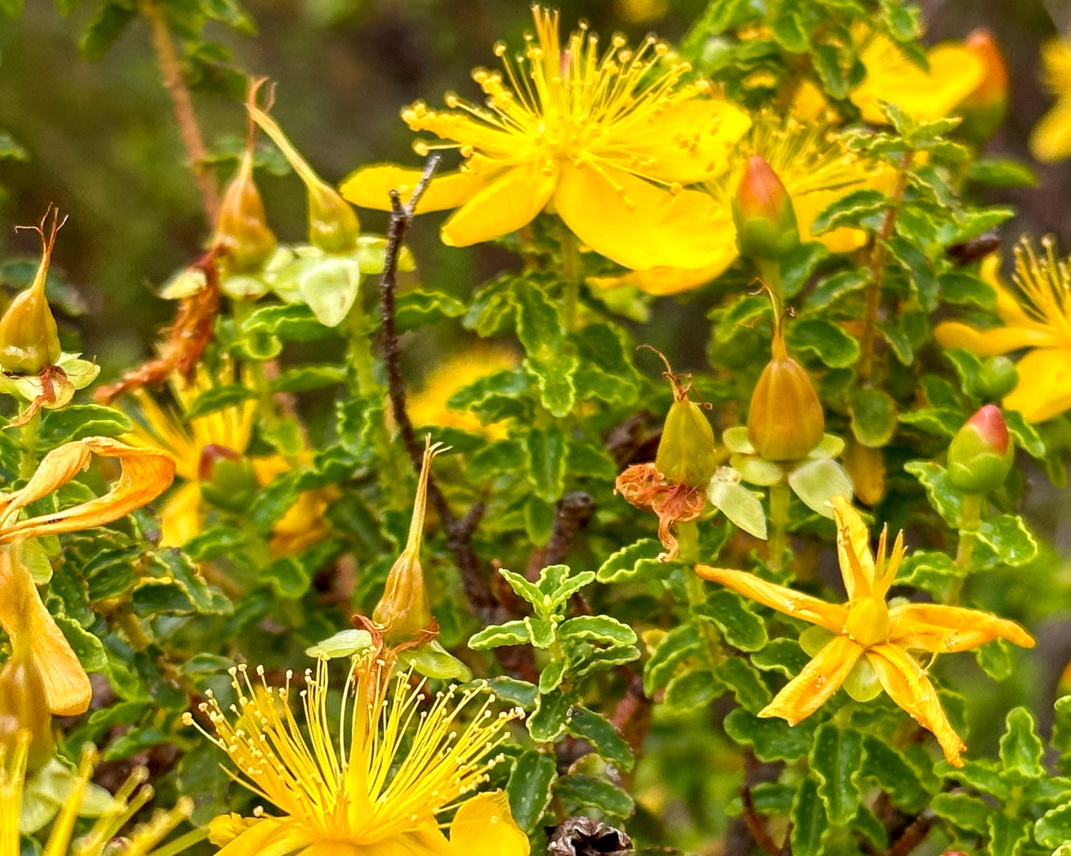 Hypericum Balearicum – Das Sonnenlicht der Inselseele