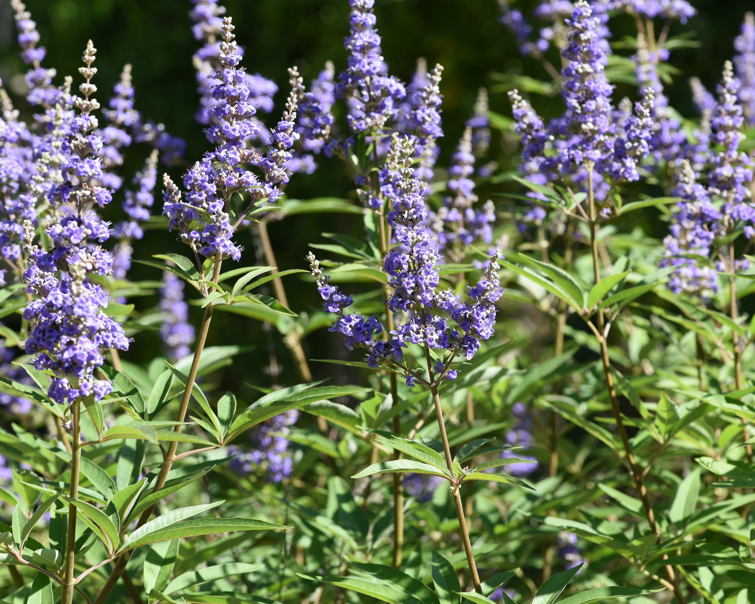 Mönchspfeffer – Der Wächter der weiblichen Balance