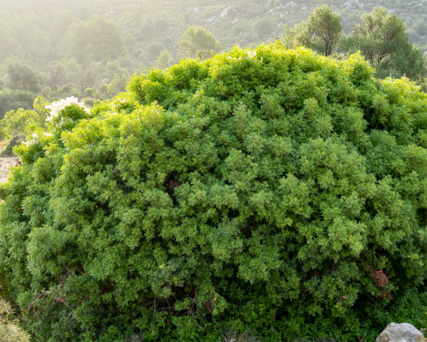 Mata – Das Symbol der Unbeugsamkeit und die Tränen der Götter