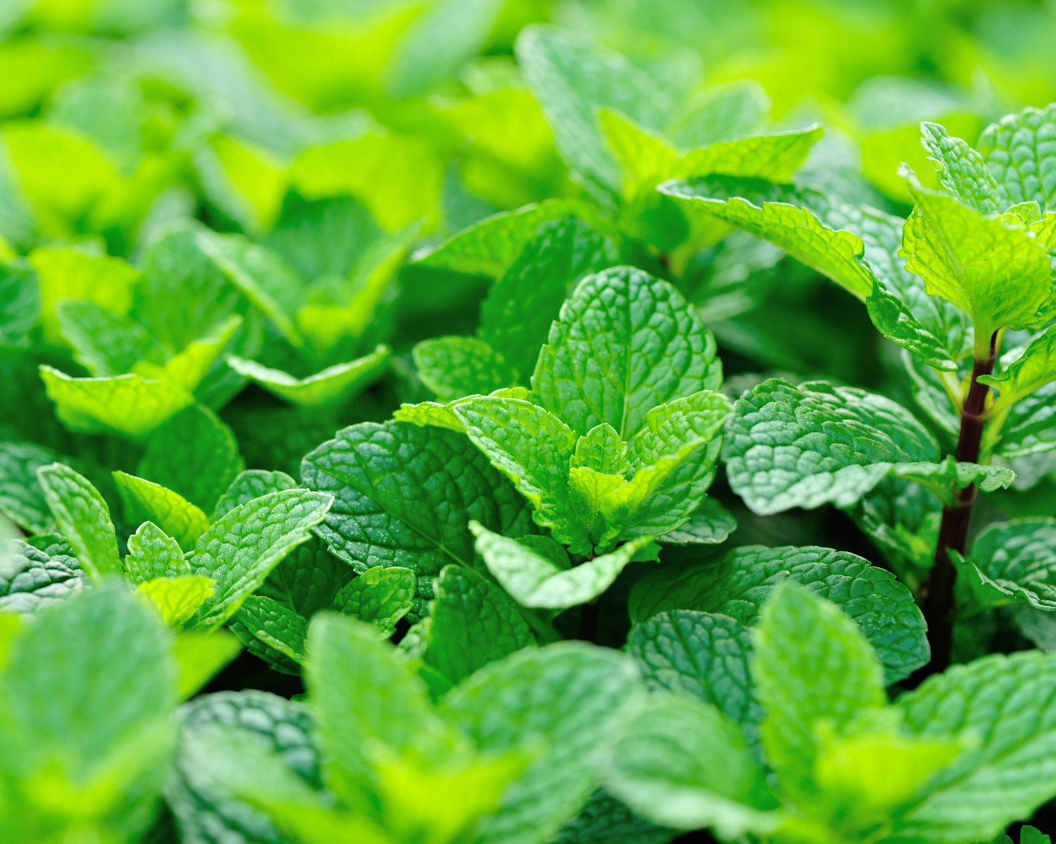 Menta: frescura cristalina y el aliento de la antigüedad