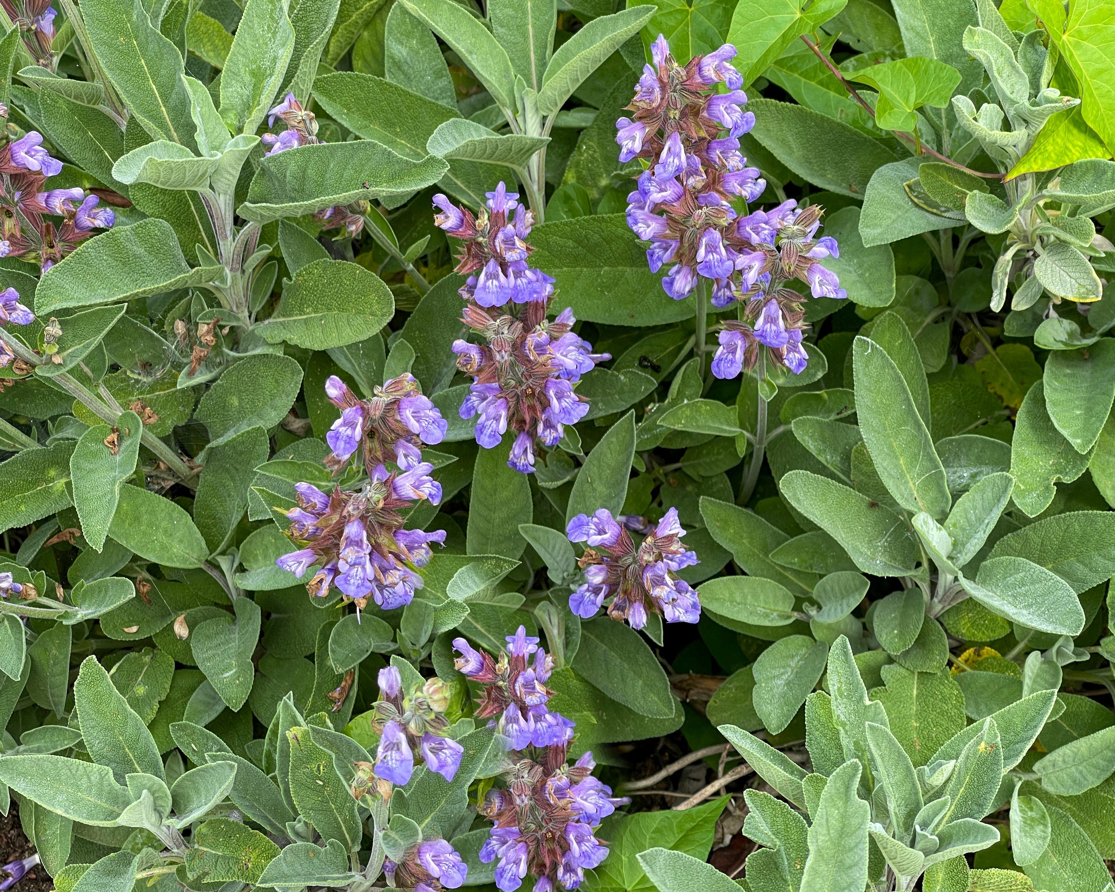 Salvia: la guardiana de la sabiduría y la hierba sagrada de las mujeres