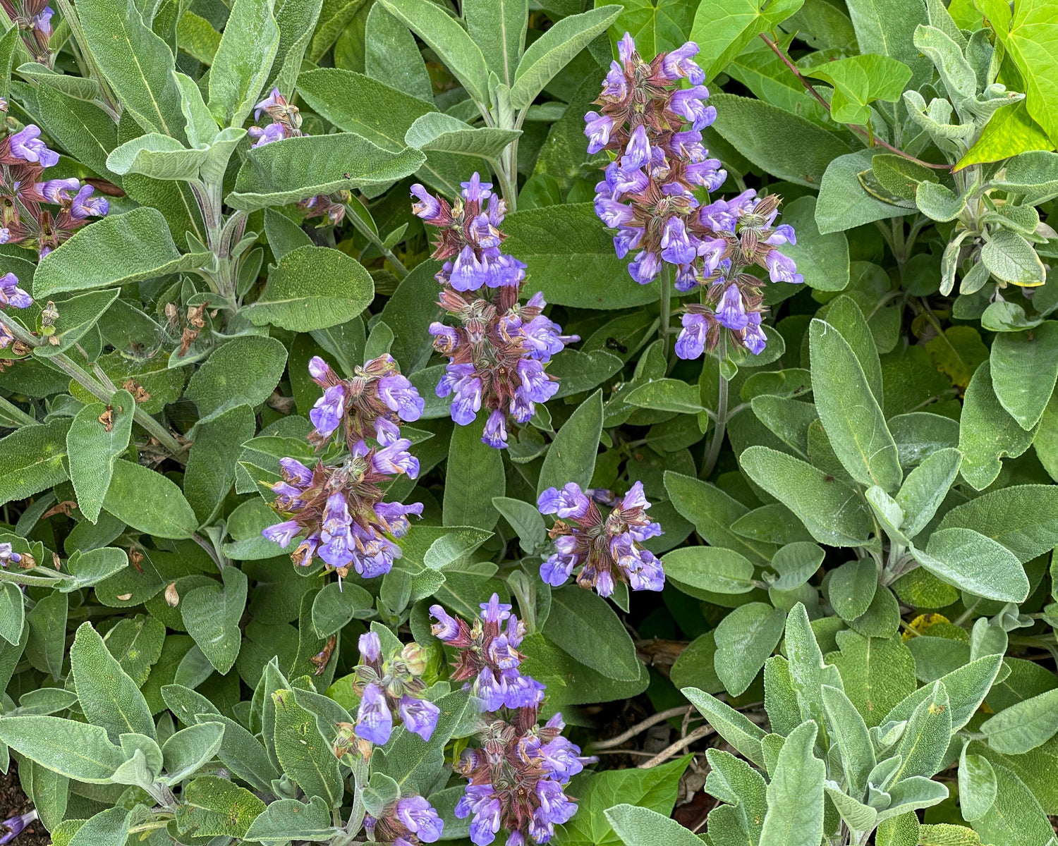 Salbei – Die Wächterin der Weisheit und das heilige Frauenkraut