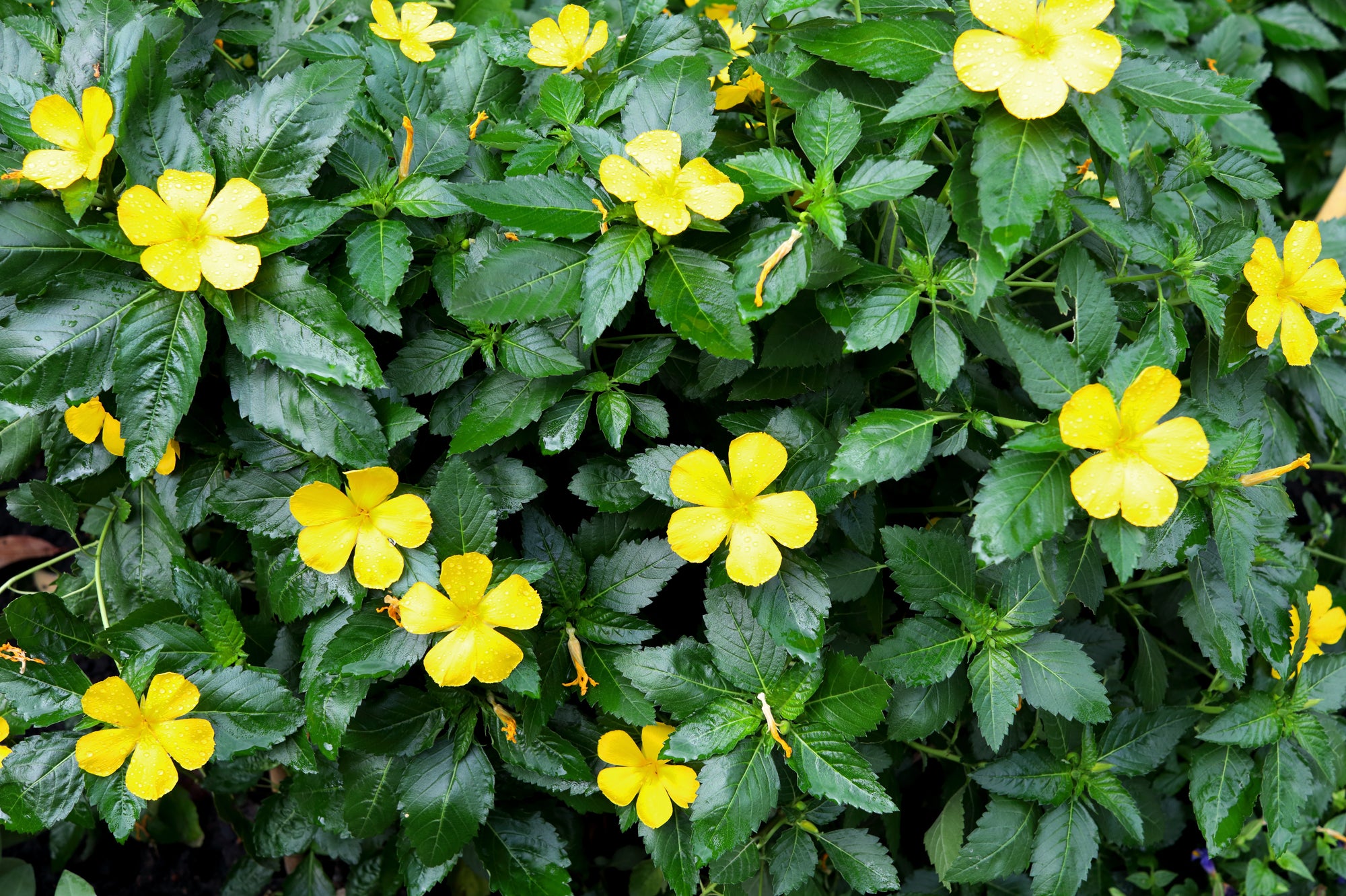 files/Damiana_353151371S.jpg