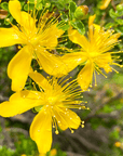 HARMONIA-HYDROLAT - heritx