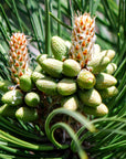 PINEGRE-GEMMOMAZERAT