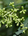 OLIVERA-GEMMOMAZERAT