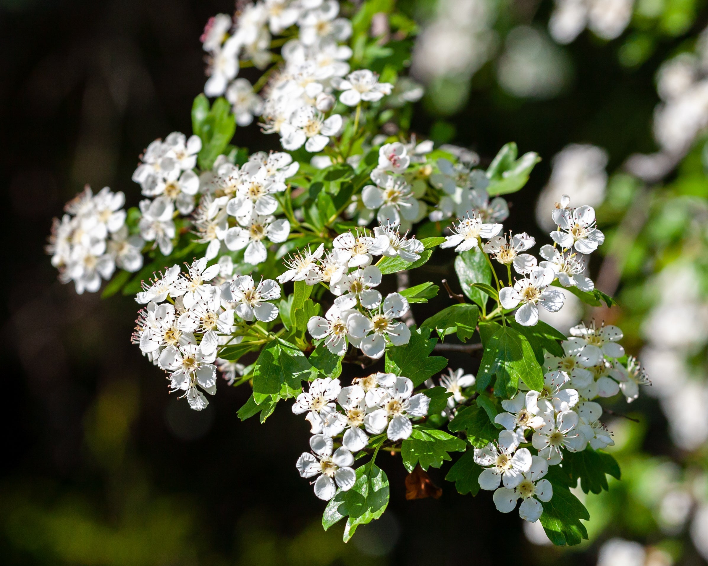 El guardián del corazón: la magia atemporal del espino blanco