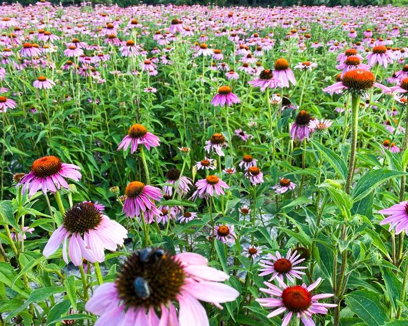 Echinacea – Der purpurne Schild und die Kraft der Prärie