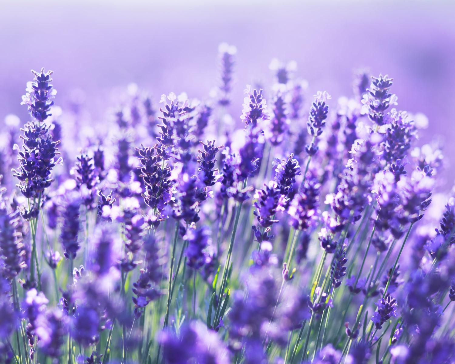 Lavendel – Die Seele der Stille und der Duft der Reinigung