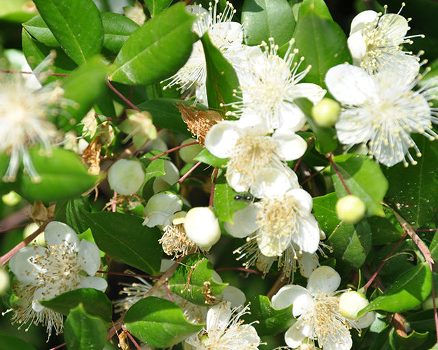 Mirto: el aliento de la pureza y la planta del amor