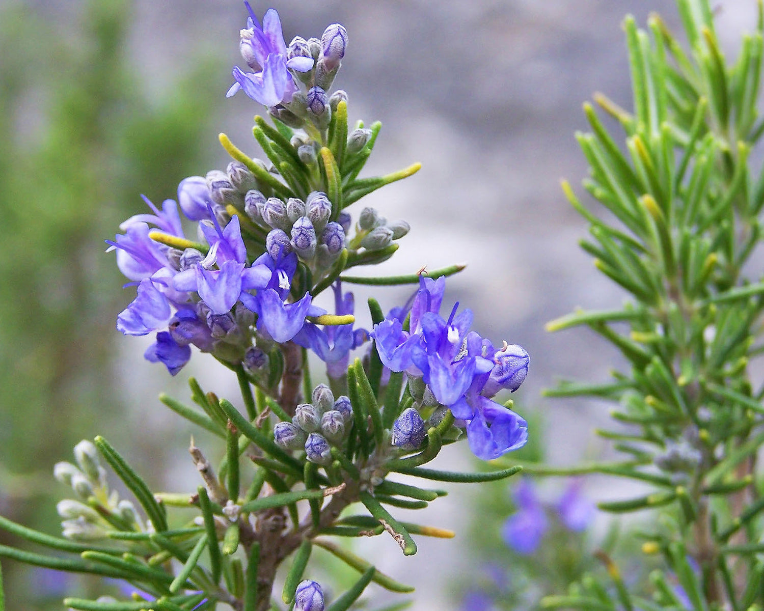 Romero: el rocío del mar y la memoria de la isla