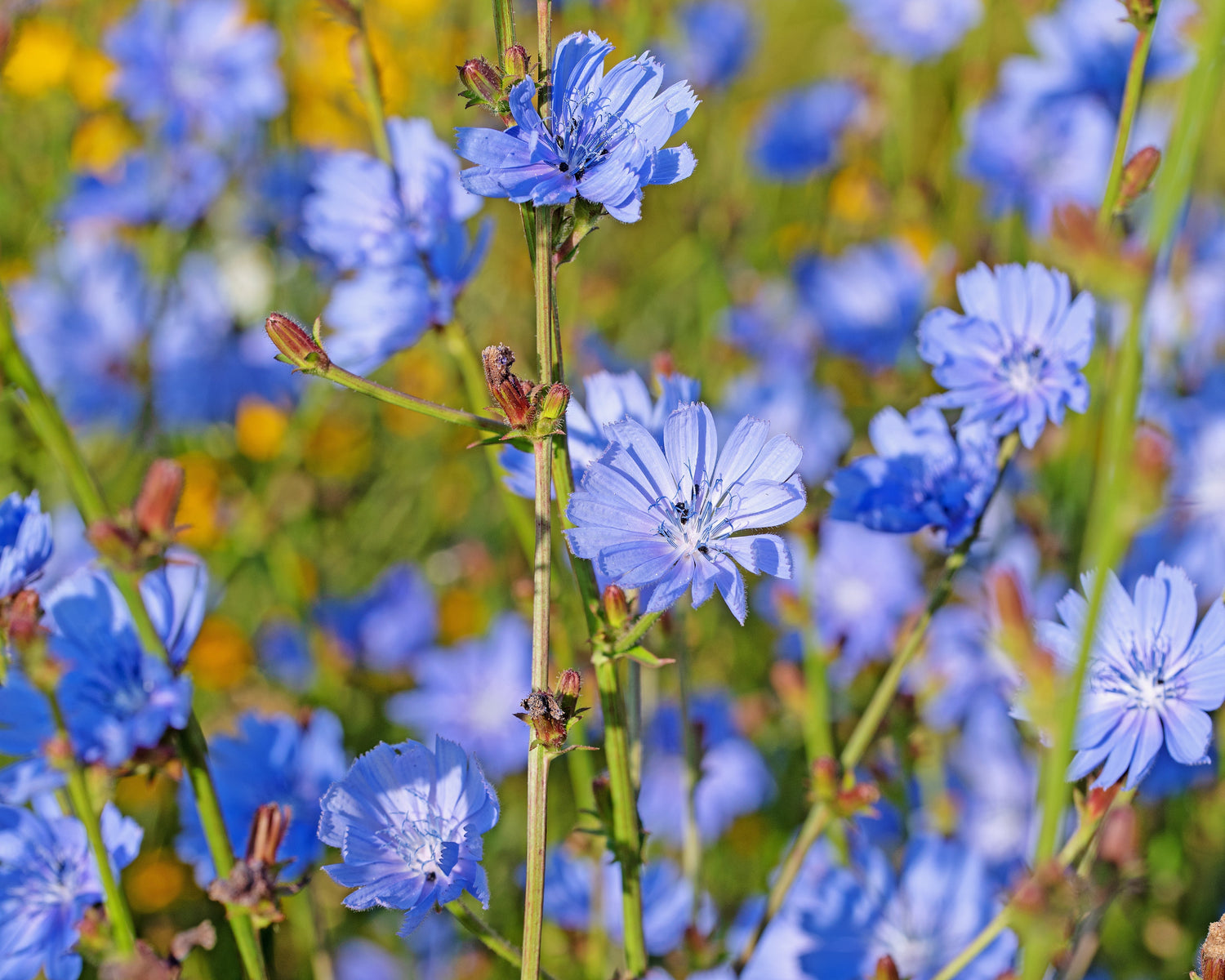 Wegwarte – Die blaue Wächterin und die Kraft der Verwandlung
