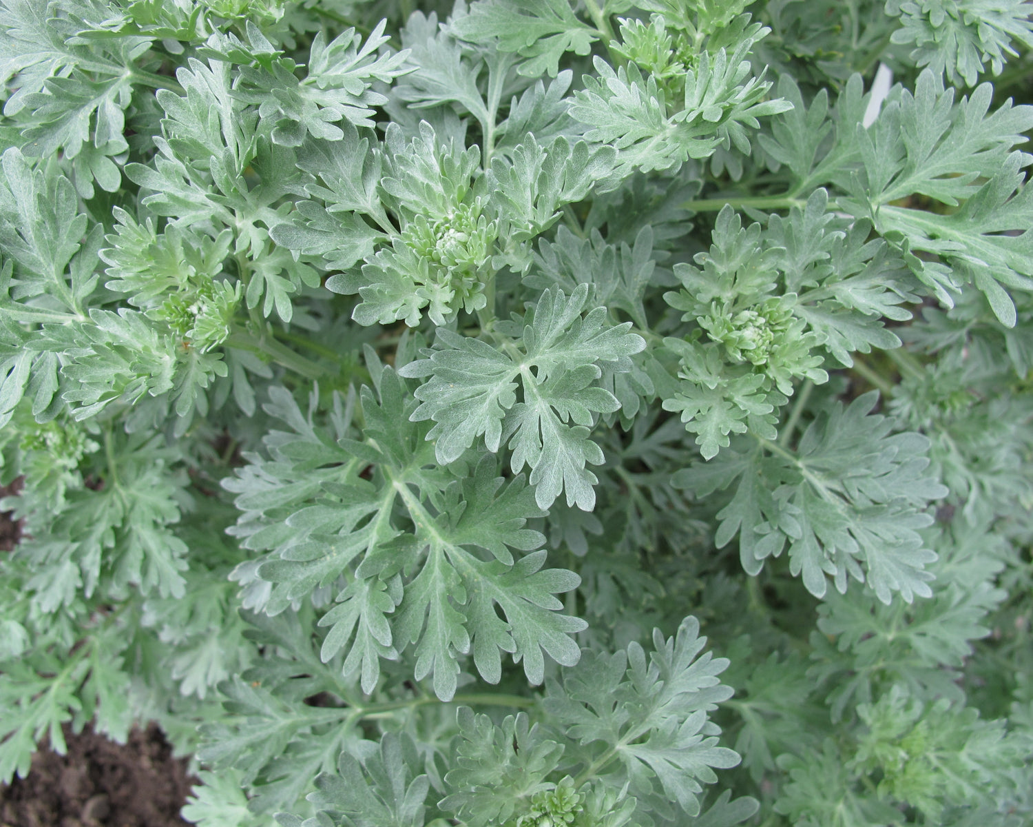 Ajenjo: la hada verde y el poder curativo de la amargura