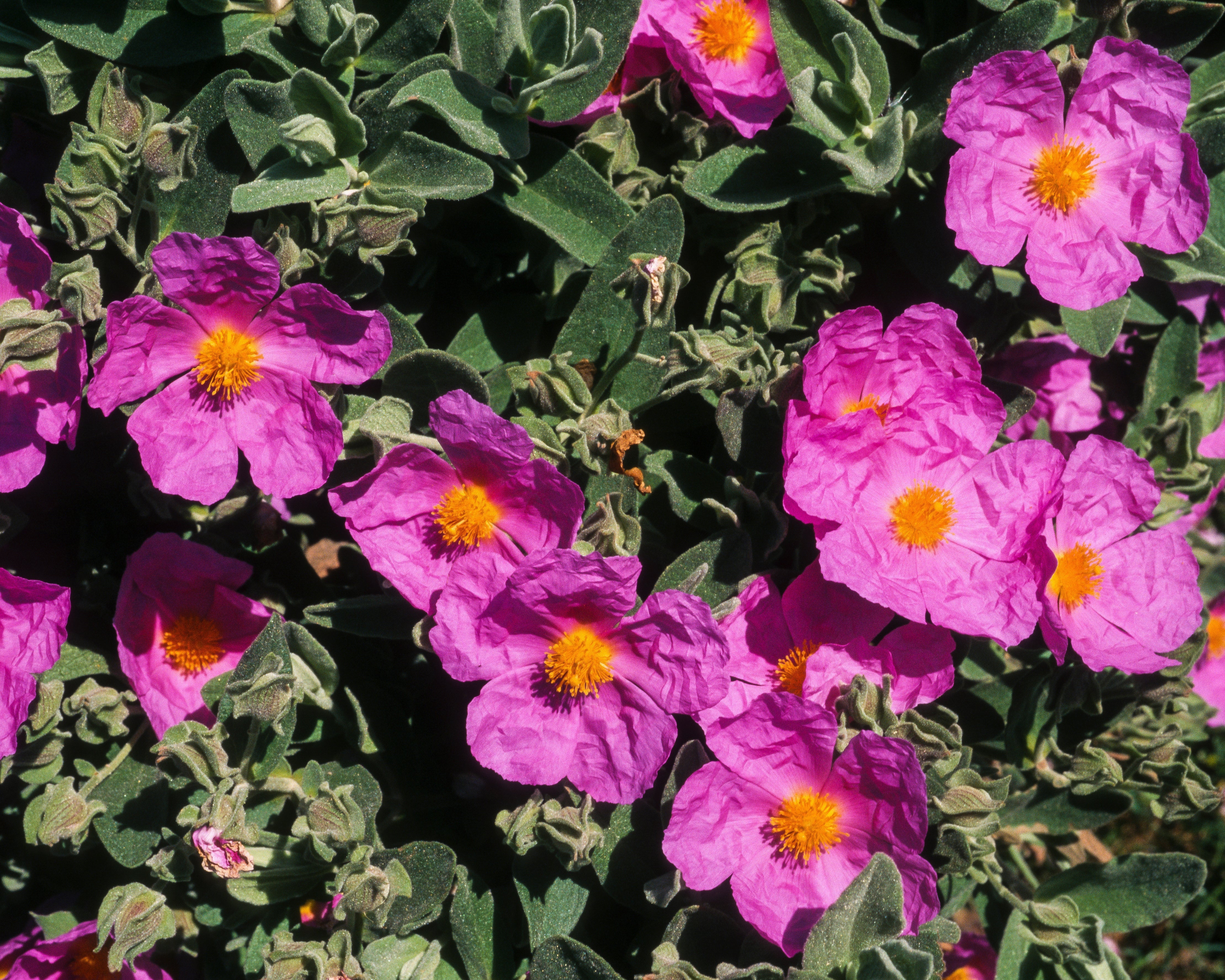 Zistrose – Das Harz der Götter und der stärkste Schild der Natur