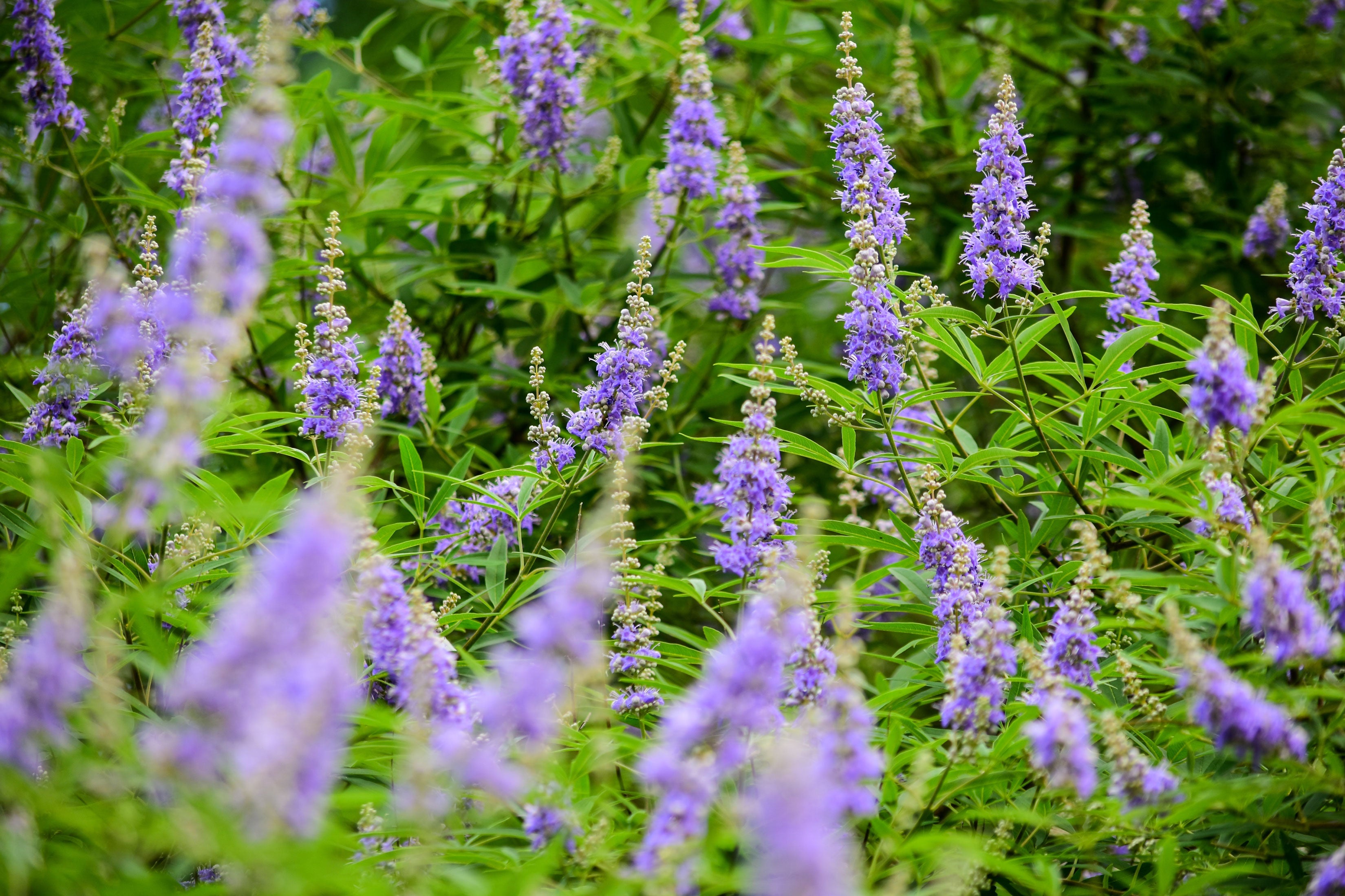 Enthält Mönchspfeffer