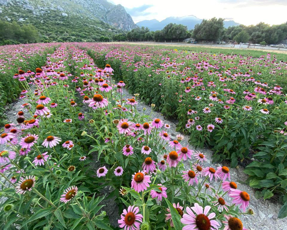 Echinacea-Feld auf Mallorca